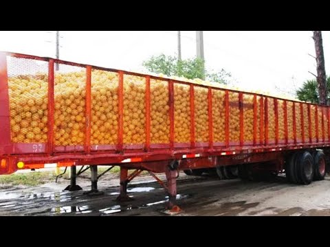 Citrus Production in America: The Method Behind 6.9 Million Tons - American Farming