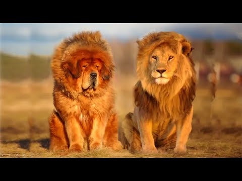 Dog Surgery Awareness Video