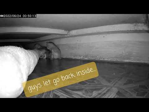 !!! shhh 🤫!!!! Don't tell anyone !! Kitties have a secret tunnel