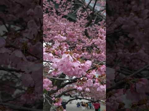 山桜、緋桜 植物