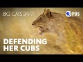 Fierce Lioness Saves Her Cubs Lives Big Cats 24 7