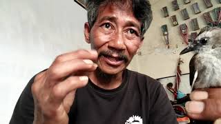 Download lagu 'PENTING'Cara akurat mengetahui trucuk muda dan tua... mp3 Download lagu 'PENTING'Cara akurat mengetahui trucuk muda dan tua... mp3