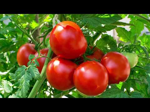 Презентация на технологиите за New Agro