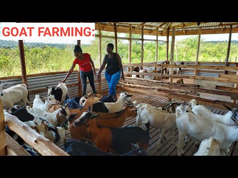 , title : 'How To SUCCEED In GOAT Farming Business With Low Investment!'