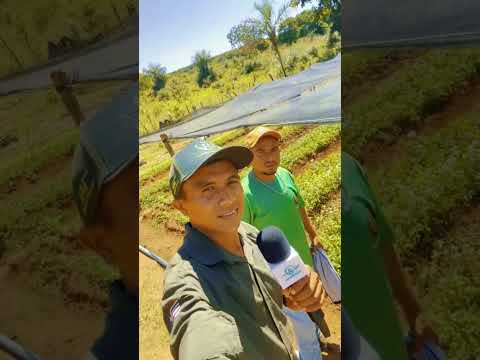 Jatobá Maranhão hortaliça 41