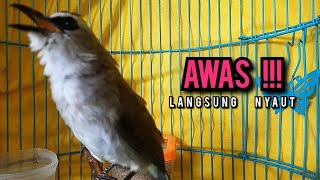 Download lagu trucukan gacor ROPEL PANJANG buat pancingan trucukan agar bunyi JADIKAN burung trucuk gacor EMOSI mp3