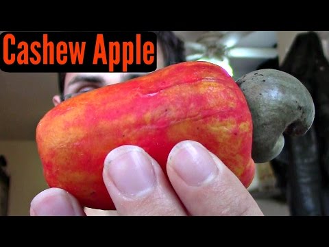 Review cashew apple