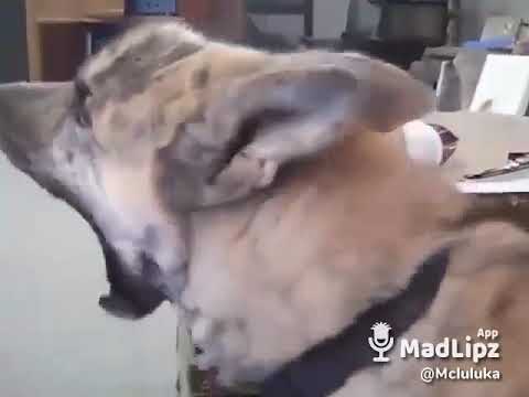 Cachorrão Ficou Preocupado