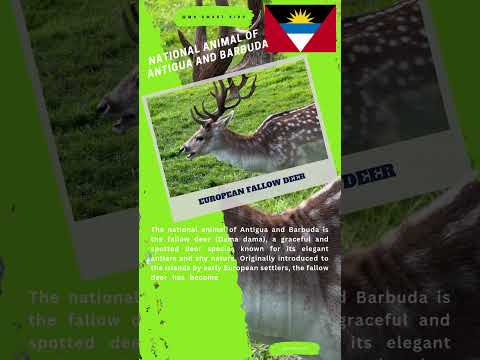 National animal of Antigua and Barbuda