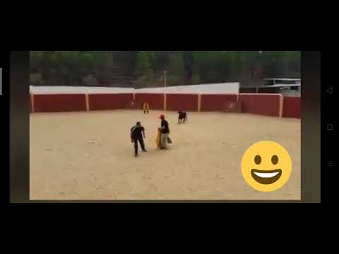 Toreadorul din Daia Română maestru la alergat😂😂