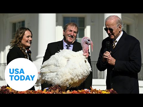Joe Biden pardons turkeys Chocolate, Chip in Thanksgiving tradition USA TODAY