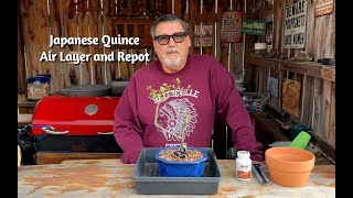 Japanese Quince Air Layer and Repot