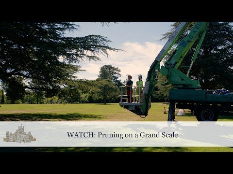 Lady Carnarvon - Pruning on a Grand Scale