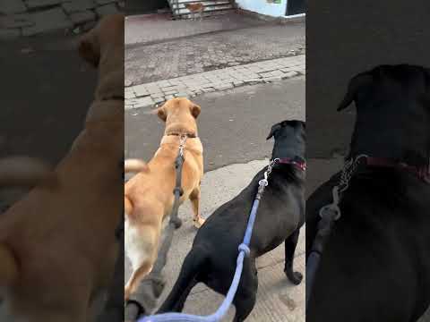 Aarek doodle be like Bhoka kaise be 😁😁#viralshort #labrado #dog #petlovers #trending #cute #pets