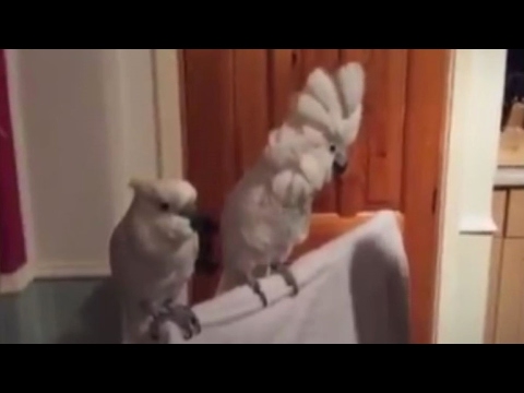 Išgirdusi šeimininko atliekamą rokenrolą papūga pašėlo it paauglys
