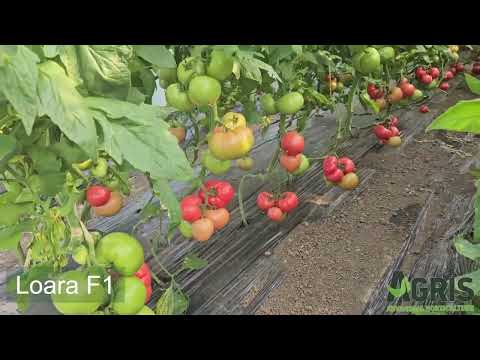 Loara F1 - Cultura de tomate roz în Maia, jud. Ialomița