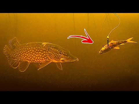 7 UNGLAUBLICHE UNTERWASSERAUFNAHNEN | Team Galant