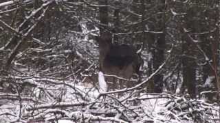preview picture of video 'Wild op de Veluwe in de sneeuw   Deelerwoud   17 januari 2013'