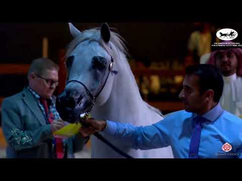 N 91 THAFER AL WAAB   The Kingdom AHF for Straight Egyptians 2022   Colts 3 Years Old Class 9