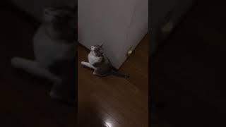 んにゃぁぁぁぁぁぁぁ！！