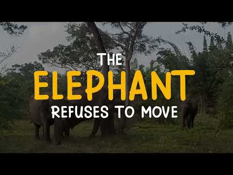 The Story of Prophet Muhammad (PBUH) - Part 4