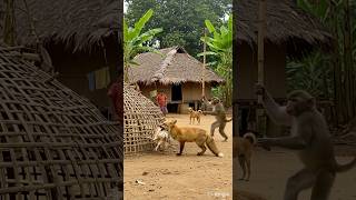 Download lagu Bisakah seekor monyet menghentikan seekor rubah mencuri ayam? mp3 Download lagu Bisakah seekor monyet menghentikan seekor rubah mencuri ayam? mp3