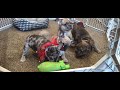 French Bulldog dogs for sale: AKC Donner - Video 1