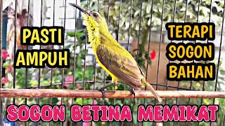 Download lagu PANCINGAN SOGON BETINA MEMANGGIL JANTAN ‼️ AMPUH UNTUK TERAPI SOGON BAHAN AGAR RAJIN BUNYI mp3