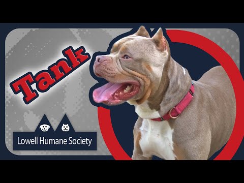 Adoptable Pet of the Week - Tank