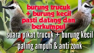 Download lagu suara pikat trucukan ribut kombinasi pikat burung kecil terbaru paling ampuh mp3