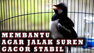Download lagu JALAK SUREN  UNTUK MENGATASI JALAK SUREN MACET BUNYI AGAR JADI GACOR STABIL mp3