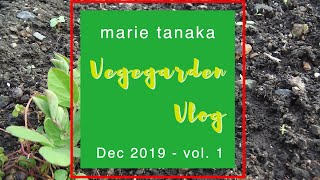 【大豆収穫】家庭菜園Vlog 2019年12月 vol.1