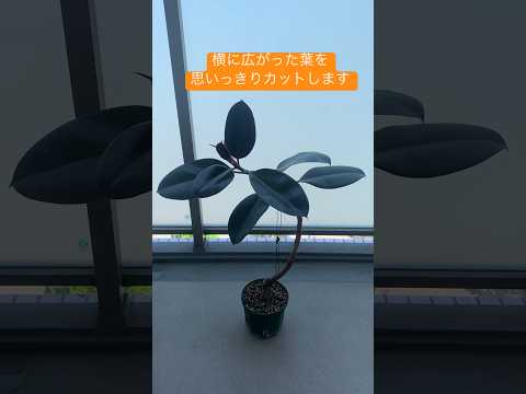 屋内と屋外で植物を順応させる方法 植木鉢の苗をいつ取り出すか