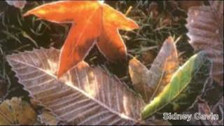 Folhas Mortas  -  Hojas muertas  -  Dead leaves