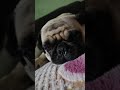 Why Pugs Are Lazy Pt 7 Shorts