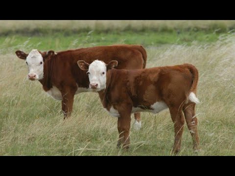 Martin Lizaso - Mejoran las perspectivas para la ganadería de cría