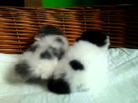 Litter's "O" RASHID*PL