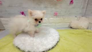 ハーフ犬の動画01