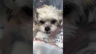 Ruby a life of nothing but abuse is on the road to recovery Ruby a life of nothing but abuse is on the road to recovery