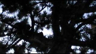 Jimmy the Cat in  Tree