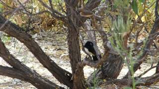 2015-10-02 Black & White Bird, Alice Springs