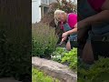 How to Hand Prune Salvia for More Blooms | Easy Garden Tips For Beginners🌸