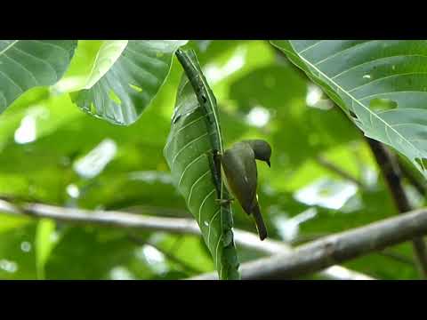 Nektárovka červenolíca (Chalcoparia singalensis) — správanie, biotop a hlas