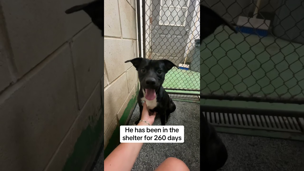 Enlarge Stan, a Adoptable mixed breed in Huntley, IL video 6/6