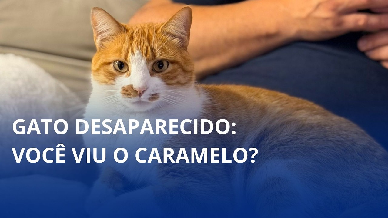 Gato desaparecido em Rio do Sul