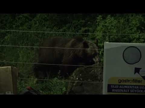 Ursul si gardul electric, Romania 2022