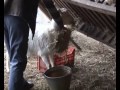 Farma ponija u Zrenjaninu (video)