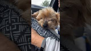Peanut – a neglected 6 yr old yorkie desperately needs our help. Peanut – a neglected 6 yr old yorkie desperately needs our help.