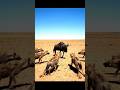 No Mercy In The Wild A Lone Fighter Vs Deadly Predators