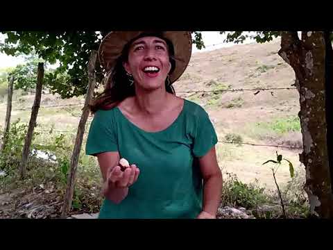 CONHEÇA A CASTANHA DE SAPUCAIA